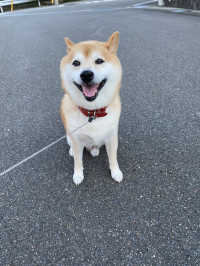 ちい