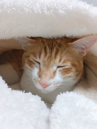 はすのこ