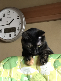 しろねこの耳