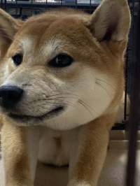 かすみんみん