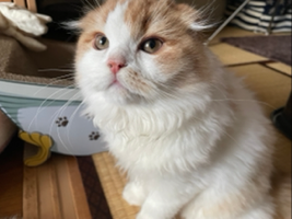 mie
