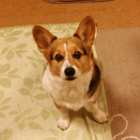 ごーちゃん