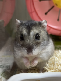 ここちゃん