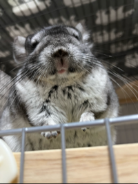 ごまやん