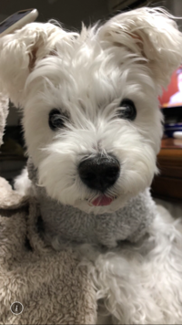 だんぼ