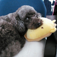 おおままくーこ