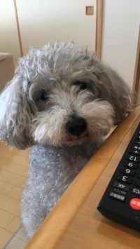 あらママ