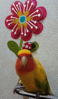チェブ