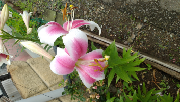 あやさきまま