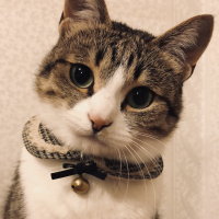 にゃんぎらす