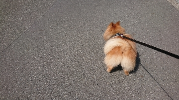 茶々