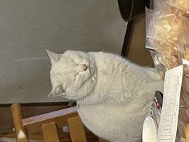 ぐるこ