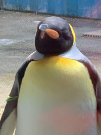 ひろこ