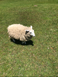 ひつじさん