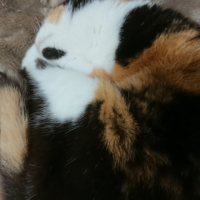 みけときじさば