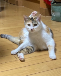 オセロcat