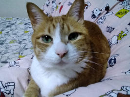 チャッコのママ