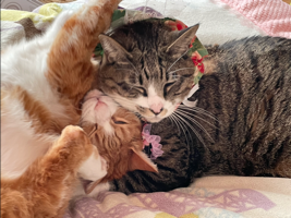 ilovemycats