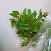 干し椎茸