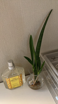 mujimekko