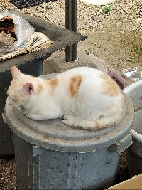 guru
