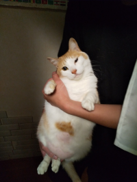 そよ風
