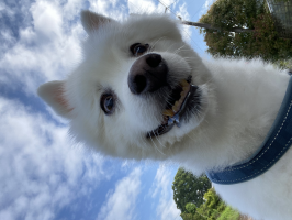 つる