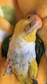 シロハラ