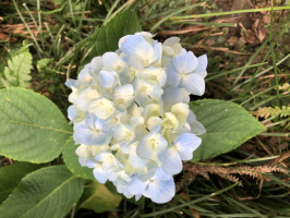 ひつじ