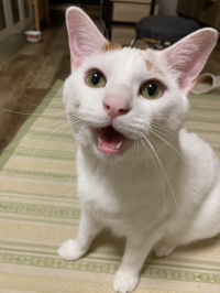 うさたろう