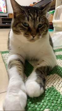 ももけい