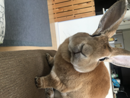 まめち。