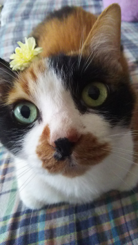 グリ