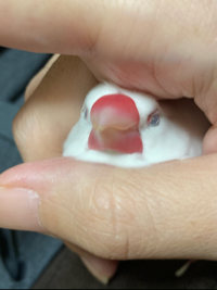 コタさん