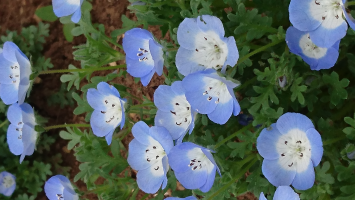 花とリース