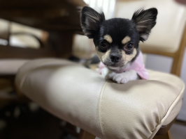 yuko