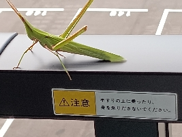 ぎちぎち