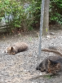 　おうめ