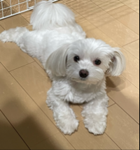 ちかりん