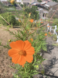 あぐり