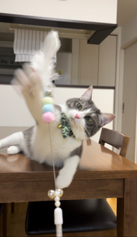 ゆみこ