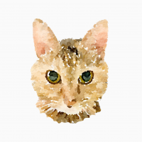 ぴーこ