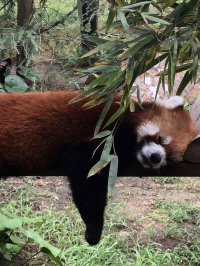 パンダ