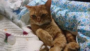 金時豆