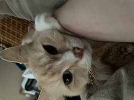 とんさん