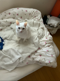 し