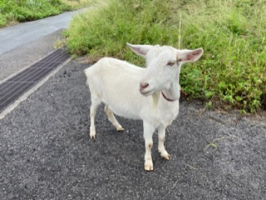 ヤギぃ