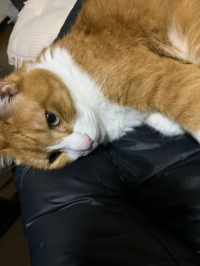 シナモッチまま