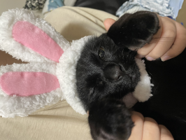 ちゃたみち