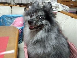 レオン